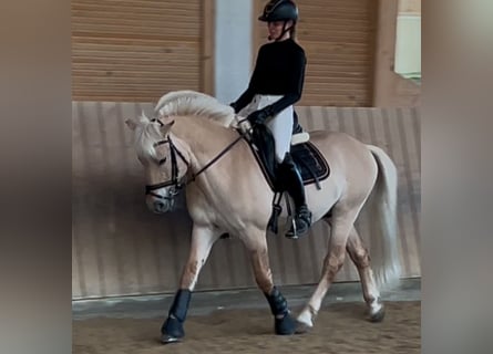 Chevaux fjord, Étalon, 17 Ans, 144 cm, Isabelle