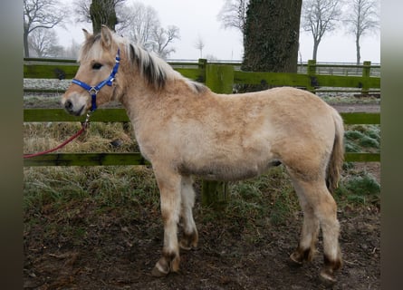 Chevaux fjord, Étalon, 1 Année, 124 cm