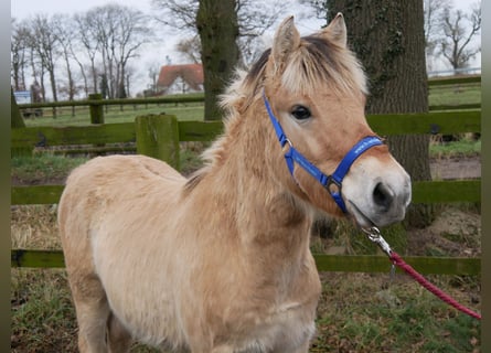 Chevaux fjord, Étalon, 1 Année, 131 cm