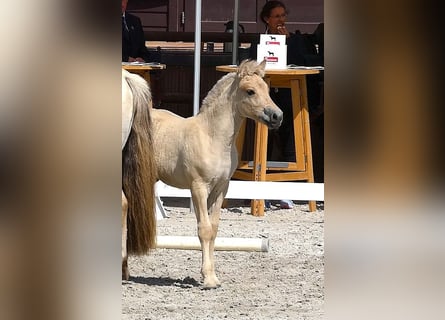 Chevaux fjord, Étalon, Poulain (05/2026), 147 cm, Isabelle