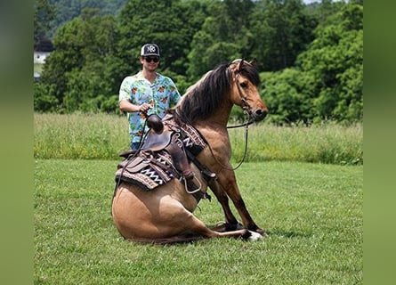 Chevaux fjord, Hongre, 11 Ans, Buckskin