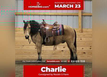 Chevaux fjord Croisé, Hongre, 12 Ans, 140 cm, Buckskin