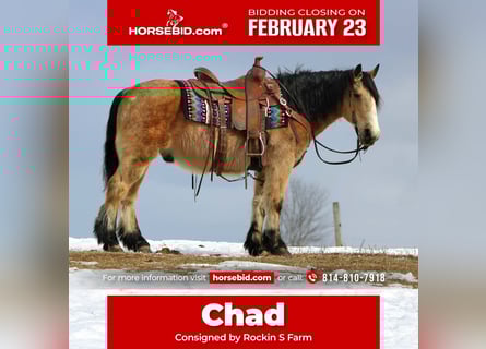 Chevaux fjord Croisé, Hongre, 13 Ans, 137 cm, Buckskin