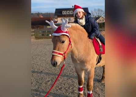 Chevaux fjord, Hongre, 3 Ans, 141 cm, Isabelle