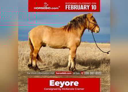 Chevaux fjord Croisé, Hongre, 5 Ans, 160 cm, Isabelle