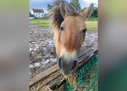 Chevaux fjord, Jument, 10 Ans, 136 cm, Isabelle