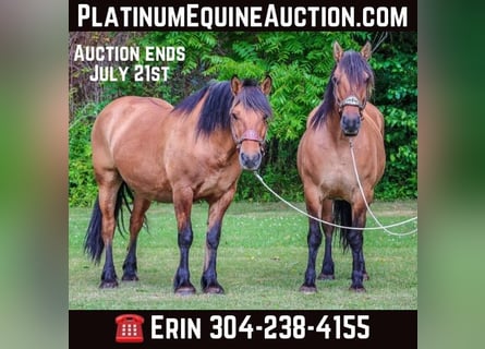 Chevaux fjord, Jument, 10 Ans, Buckskin