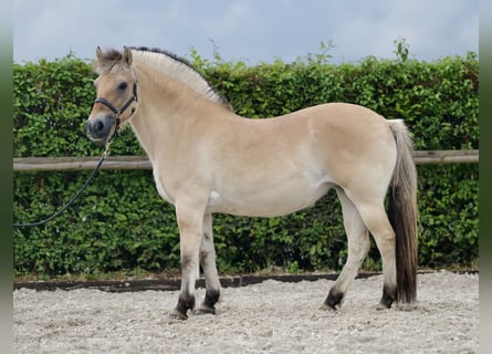 Chevaux fjord, Jument, 11 Ans, 135 cm, Buckskin