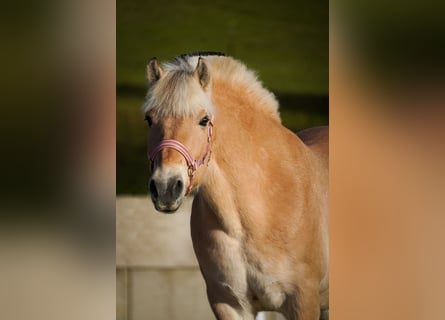 Chevaux fjord, Jument, 11 Ans, 147 cm, Isabelle