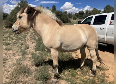 Chevaux fjord, Jument, 13 Ans, 122 cm, Buckskin