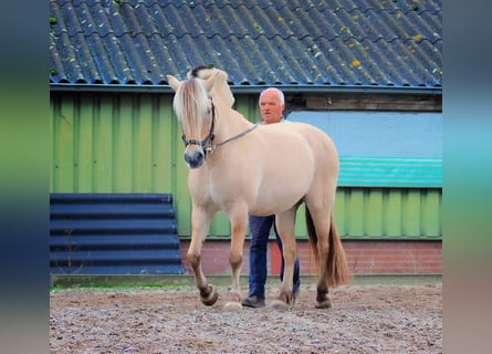 Chevaux fjord, Jument, 14 Ans, 149 cm