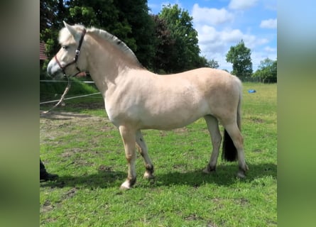 Chevaux fjord, Jument, 3 Ans, 138 cm, Isabelle