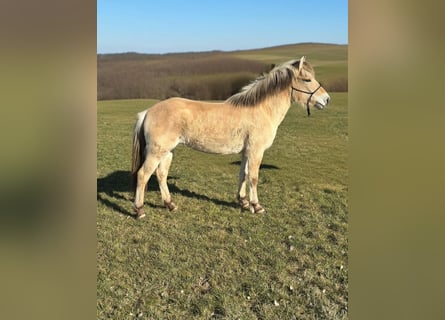 Chevaux fjord, Jument, 3 Ans, 146 cm, Isabelle