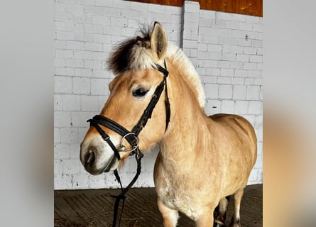Chevaux fjord, Jument, 6 Ans, 145 cm, Isabelle