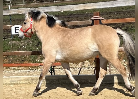Chevaux fjord, Jument, 9 Ans, 140 cm, Isabelle
