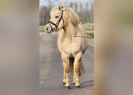 Chevaux fjord, Jument, 9 Ans, 152 cm, Palomino