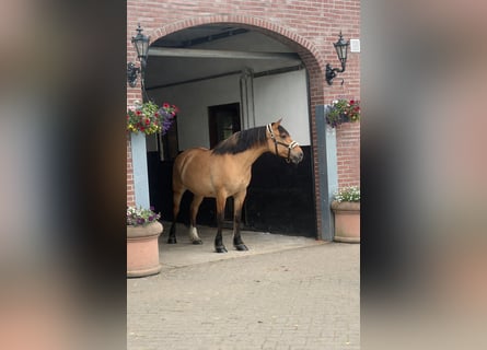 Chevaux fjord, Jument, 9 Ans, 154 cm, Bai clair