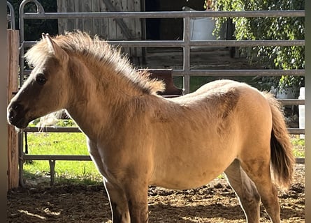 Chevaux fjord, Jument, Poulain (05/2025), 118 cm, Isabelle