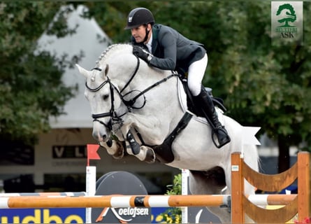Danish Warmblood, Stallion, 19 years, 16,2 hh, Grey