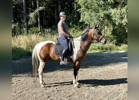 Classic Pony / Pony Classico, Castrone, 11 Anni, 158 cm, Pezzato