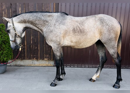Classic Pony, Castrone, 3 Anni, 150 cm, Falbo baio