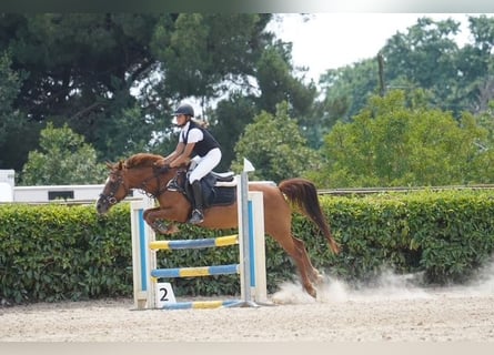 Classic Pony, Gelding, 15 years, 13.2 hh, Chestnut-Red