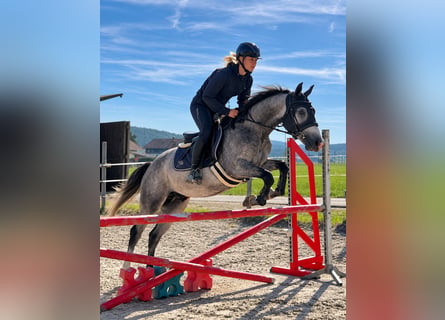 Classic Pony, Gelding, 3 years, 14.2 hh, Brown Falb mold