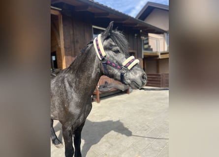 Classic Pony, Gelding, 4 years, 13.1 hh, Gray-Blue-Tan
