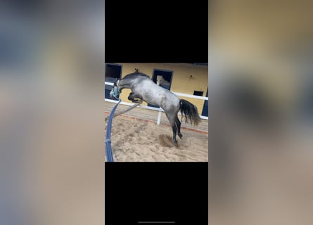 Classic Pony, Gelding, 4 years, 13 hh, Gray