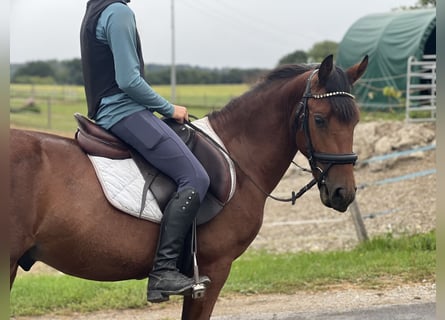 Classic Pony, Gelding, 4 years, 13,1 hh, Brown