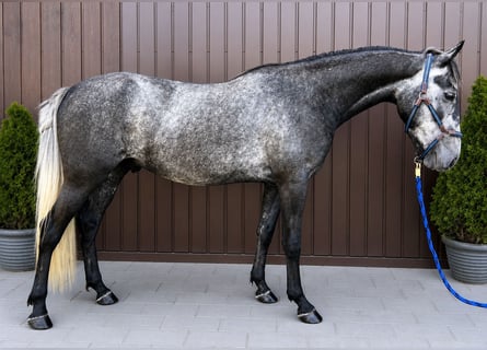 Classic Pony, Gelding, 4 years, 14.1 hh, Grey-Dapple