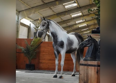 Classic Pony, Gelding, 4 years, 14,1 hh, Pinto