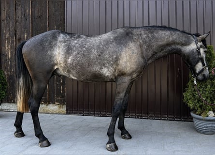 Classic Pony, Gelding, 6 years, 15.1 hh, Grey-Blue-Tan