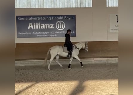 Classic Pony, Giumenta, 10 Anni, 147 cm, Grigio
