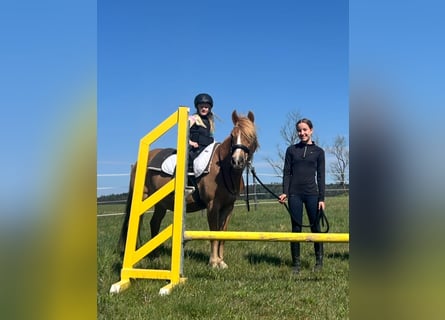 Classic Pony, Giumenta, 12 Anni, 145 cm, Baio chiaro
