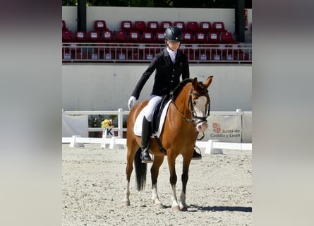 Classic Pony, Giumenta, 14 Anni, 124 cm, Baio