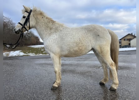 Classic Pony, Giumenta, 14 Anni, 125 cm, Grigio