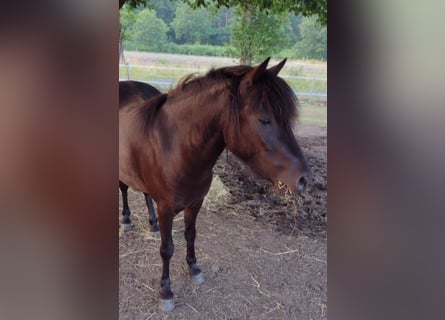 Classic Pony, Giumenta, 5 Anni, 116 cm, Morello