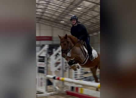 Classic Pony, Giumenta, 5 Anni, 135 cm, Sauro