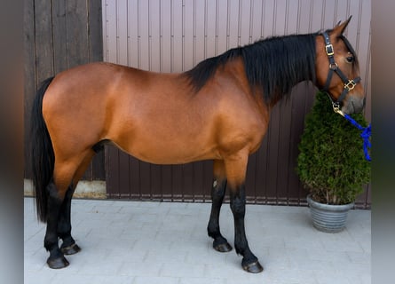 Classic Pony, Giumenta, 8 Anni, 150 cm, Baio
