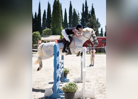 Classic Pony, Hengst, 10 Jaar, 147 cm, Schimmel