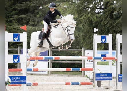 Classic Pony Mix, Hengst, 10 Jahre, 147 cm, Schimmel