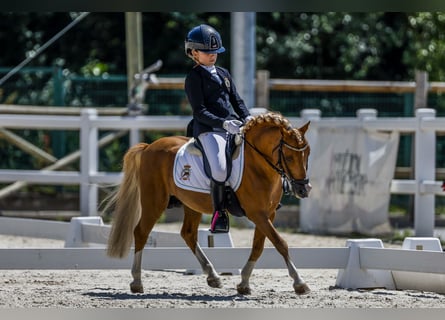 Classic Pony, Hengst, 16 Jaar, 104 cm, Vos