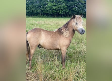 Classic Pony, Hengst, 1 Jaar, Buckskin