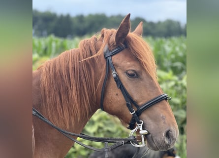 Classic Pony, Hengst, 4 Jaar, 135 cm, Vos
