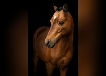 Classic Pony, Hengst, 12 Jahre, 101 cm, Brauner