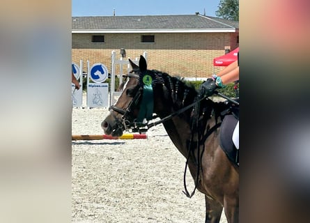 Classic Pony, Klacz, 10 lat, 122 cm, Gniada