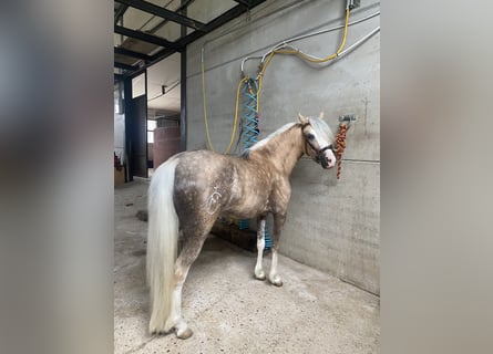 Classic Pony Mix, Klacz, 4 lat, 115 cm, Perłowa