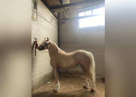 Classic Pony Mix, Klacz, 4 lat, 120 cm, Perłowa