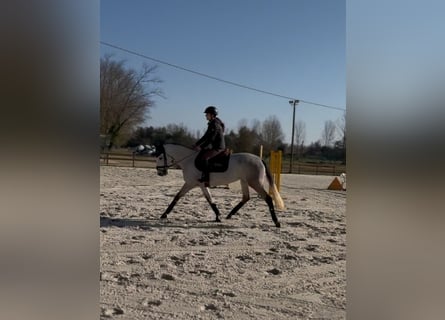 Classic Pony, Klacz, 5 lat, 146 cm, Siwa